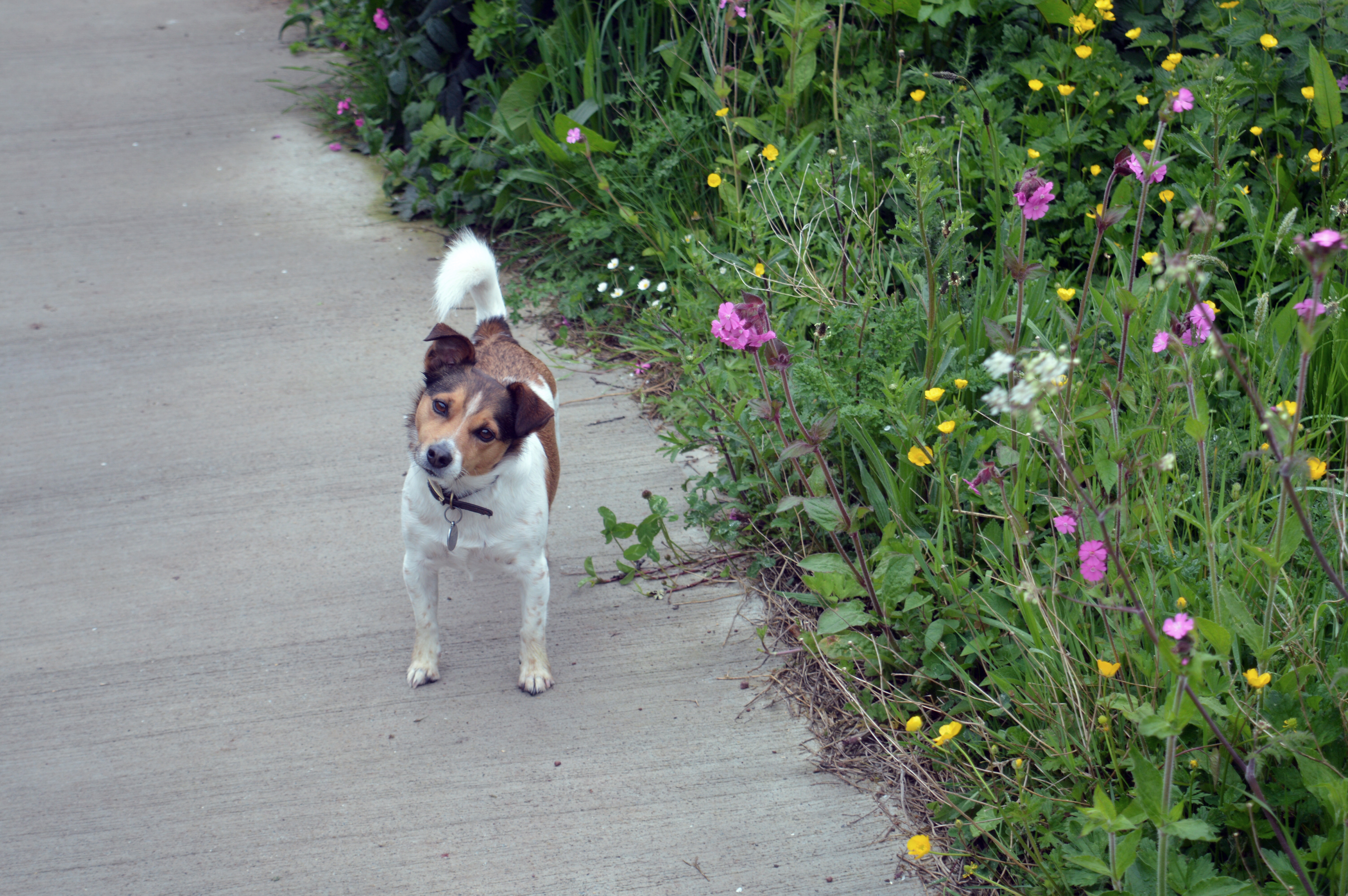 dog-freshwater-east-dog-beach-dog-friendly-holiday-pembrokeshire-wales-tenby-south-beach-sobe-elle-blonde-luxury-lifestyle-destination-blog