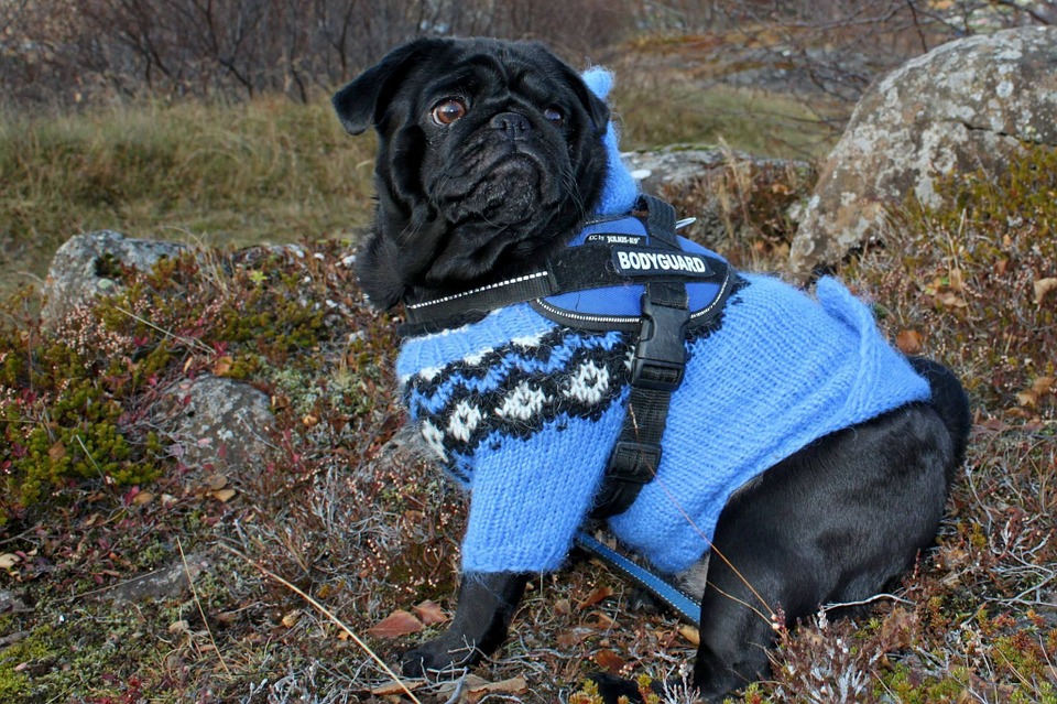 Top Tips For Dressing Your Dog In Cute Dog Clothes | Black Pug In Blue Jumper | Dog Blog | Elle Blonde Luxury Lifestyle Destination Blog