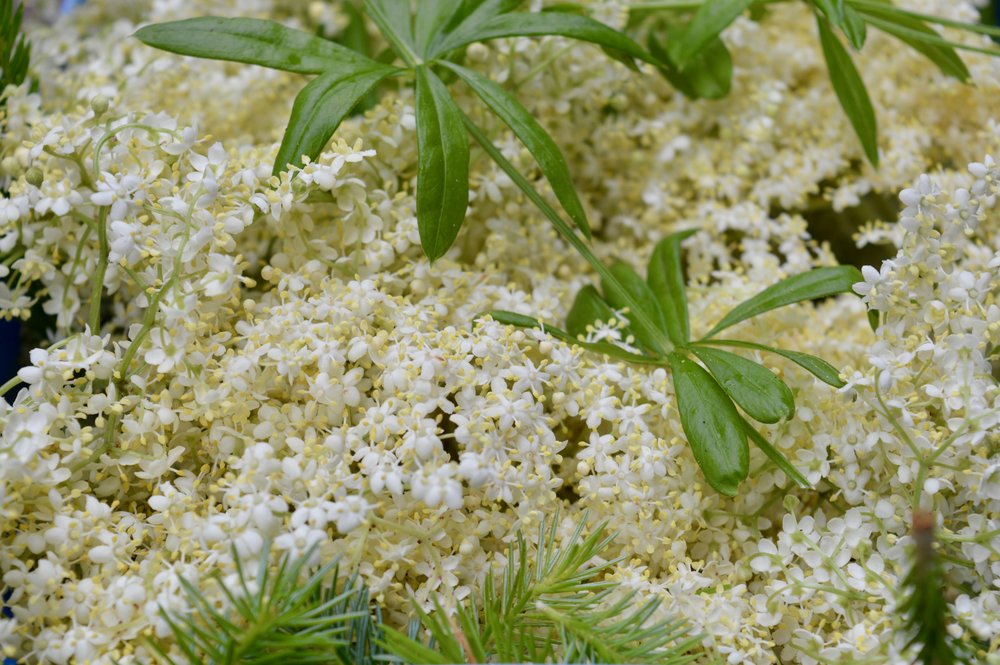 fresh-elderflower-the-botanist-newcastle-summer-cocktail-menu-launch-opr-elle-blonde-luxury-lifestyle-blog