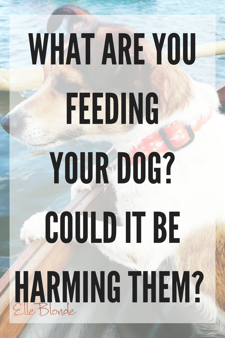 5 Quality Dog Foods To Feed Your Puppy Or Dog 6