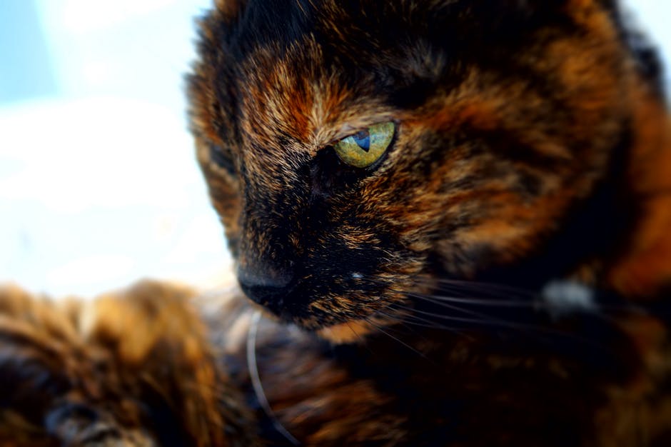 tortoiseshell-cat-elle-blonde-luxury-lifestyle-blog