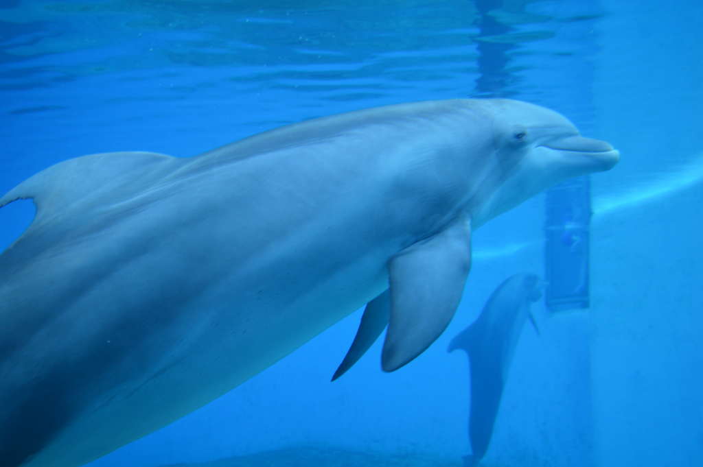 Dolphins at The Mirage Hotel Vegas | What's to do in Las Vegas | Travel Guide & Blogger | The Secret Garden & Dolphin Habitat | Elle Blonde Luxury Lifestyle Destination Blog | 3 Amazing Reasons To Visit Siegfried & Roy’s Secret Garden