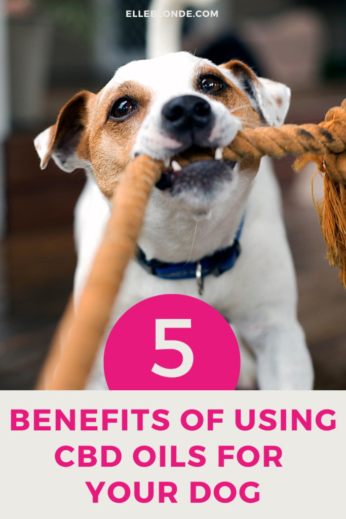 CBD oils for dogs and the benefits of using CBD for dog's health issues | Dog Blog | Elle Blonde Luxury Lifestyle Destination Blog