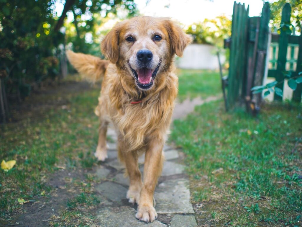 Senior Pet: Your dog may be getting old, but you can still reignite that joyous playfulness in them. Try these easy, effective tips to help your senior dog feel young again! | Dog Blog | Elle Blonde Luxury Lifestyle Destination | Anxious Dog  Owners