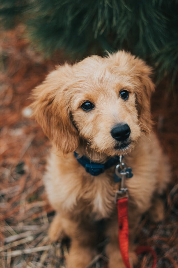 What Are the Differences Between American and English Golden Retrievers? | Dog Blog | Elle Blonde Luxury Lifestyle Destination Blog