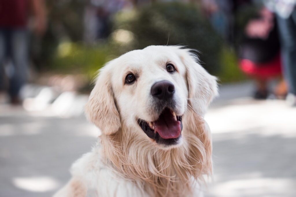 What Are the Differences Between American and English Golden Retrievers? | Dog Blog | Elle Blonde Luxury Lifestyle Destination Blog