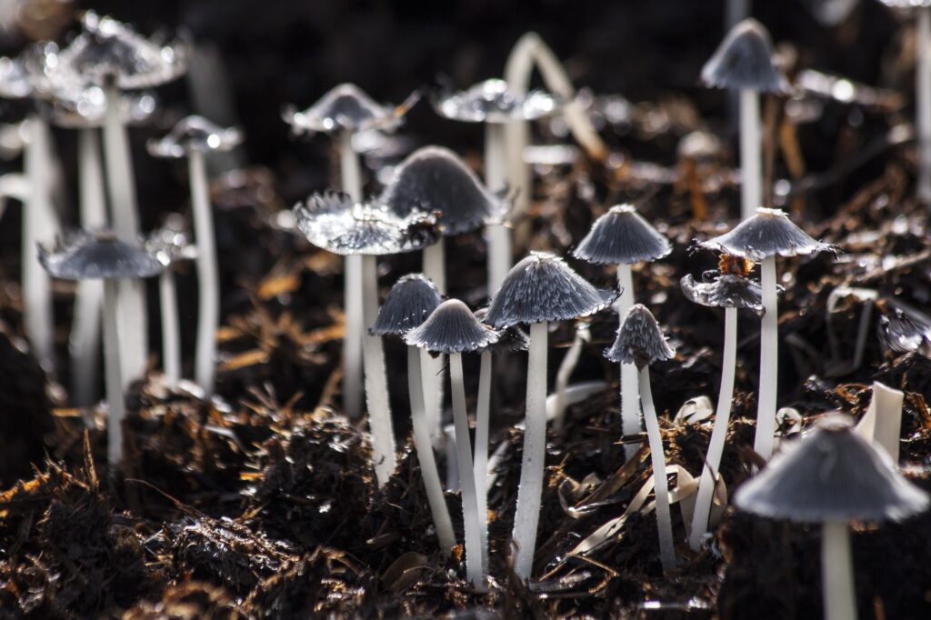 Explore the Mystical World of 5 Magic Mushrooms in Toronto | Health | Elle Blonde Luxury Lifestyle Destination Blog