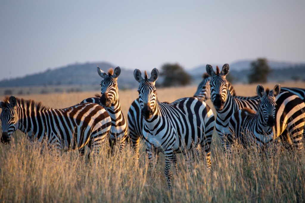 Safari Holidays in Tanzania: Your Gateway to the Ultimate Wildlife Experience | Travel Guide | Elle Blonde Luxury Lifestyle Destination Blog