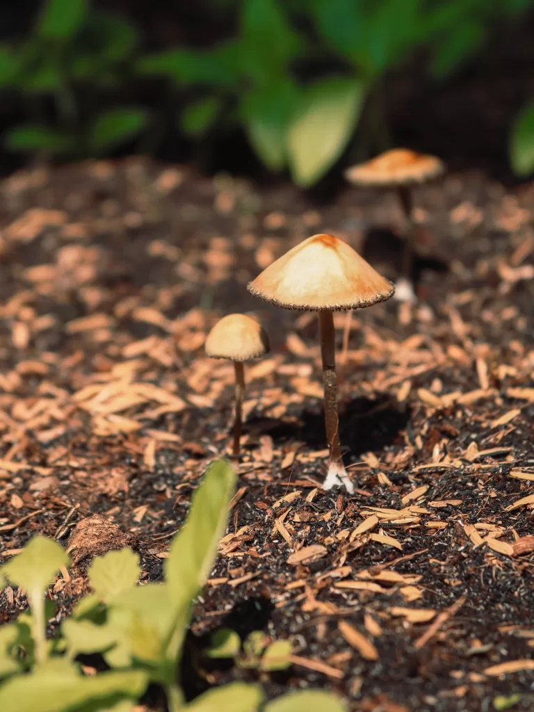 Discover How Psilocybin Might Alleviate Your Pain | Shrooms | Health | Elle Blonde Luxury Lifestyle Destination Blog